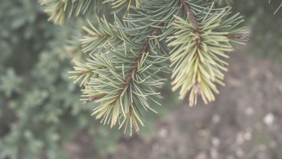Jakie są zmiany, które przędziorki powodują na igłach roślin iglastych?