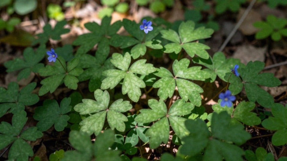 Jak rozpoznać kurdybanki w naturze?