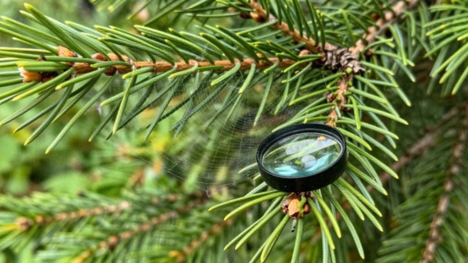 Jak monitorować świerk pod kątem przędziorków?