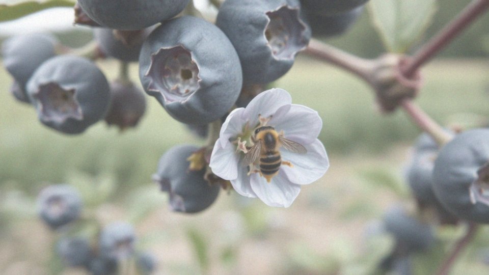 Dlaczego buzz pollination jest korzystna dla zapylania?