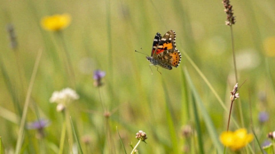 Jak zmiany klimatu przesuwają terminy pojawiania się motyli?