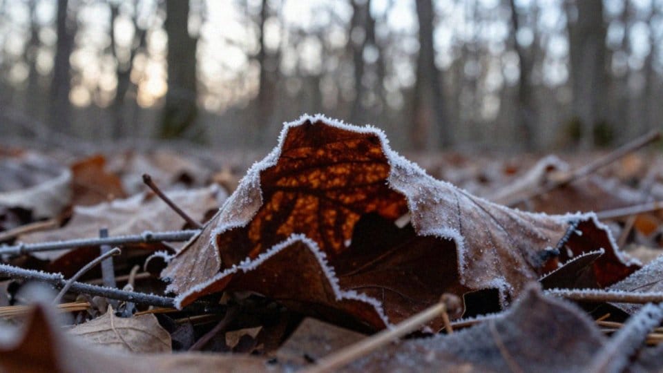 Jak przebiega zimowanie i hibernacja?
