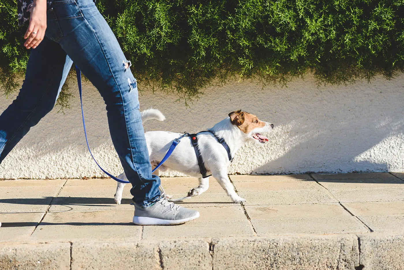 Spacer z psem na smyczy – trening czy rozmowa?